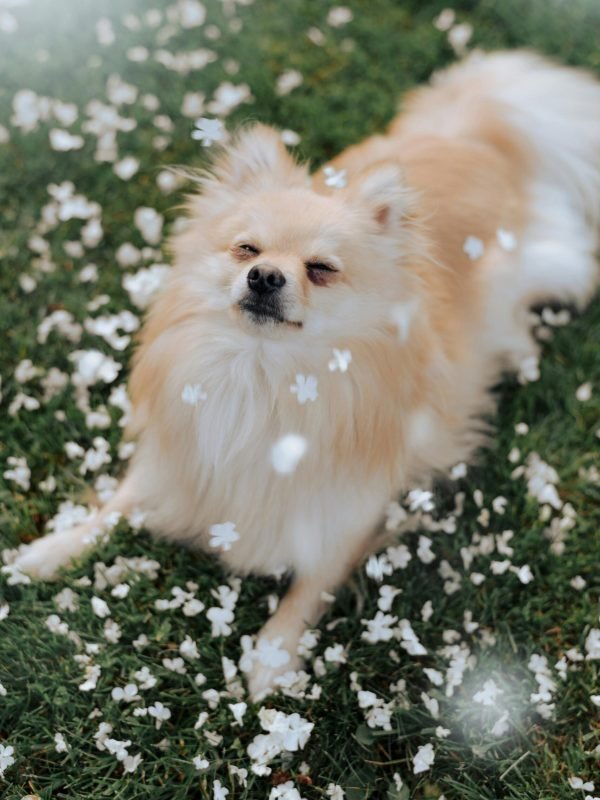 pexels-harriet-b-392993362-26791702